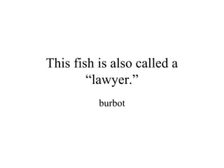 This fish is also called a
        “lawyer.”
          burbot
 