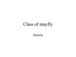 Class of mayfly

     Insecta
 