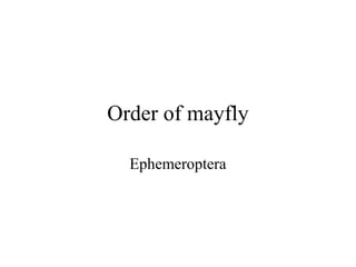 Order of mayfly

  Ephemeroptera
 