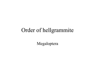 Order of hellgrammite

      Megaloptera
 
