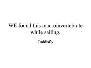 WE found this macroinvertebrate
        while sailing.
            Caddisfly
 