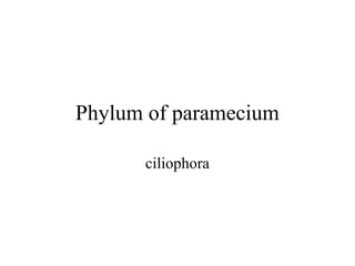 Phylum of paramecium

      ciliophora
 