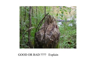 GOOD OR BAD ???? Explain
 