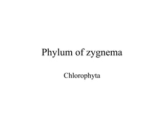 Phylum of zygnema

    Chlorophyta
 