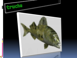 trucha