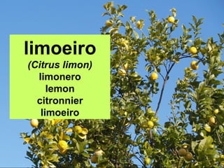 limoeiro
(Citrus limon)
limonero
lemon
citronnier
limoeiro
 