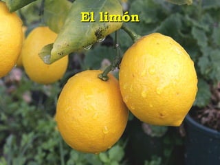 El limón 