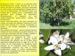 El limonero,  Citrus × limon , es un pequeño árbol frutal perenne que puede alcanzar los 6 m de altura. Su fruto es el limón, una fruta comestible de sabor ácido y extremadamente fragante que se usa en la alimentación. El limonero posee una corteza lisa y madera dura y amarillenta muy apreciada para trabajos de ebanistería. Botánicamente, el limonero es una especie híbrida del género  Citrus , familia de las Rutáceas. Forma una copa abierta con gran profusión de ramas, sus hojas son elípticas, coriáceas de color verde mate lustroso (5 a 10 cm), terminadas en punta y con bordes ondulados o finamente dentados. Sus azahares presentan gruesos pétalos blancos teñidos de rosa o violáceo en la parte externa, con numerosos estambres (20-40). Surgen aislados o formando pares a partir de yemas rojizas. El limonero es originario de Asia y fue desconocido por griegos y romanos, siendo mencionado por primera vez en el libro sobre agricultura  Nabathae  hacia el siglo III o IV. Su cultivo no fue desarrollado en Occidente hasta después de la conquista árabe de España, extendiéndose entonces por todo el litoral mediterráneo donde se cultiva profusamente, debido a la benignidad del clima, para consumo interno y de exportación. 