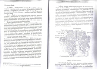 Limpeza do Fígado e da Vesícula 