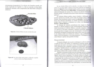 Limpeza do Fígado e da Vesícula 
