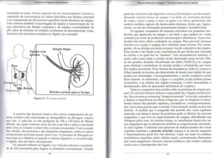 Limpeza do Fígado e da Vesícula 