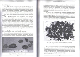 Limpeza do Fígado e da Vesícula 