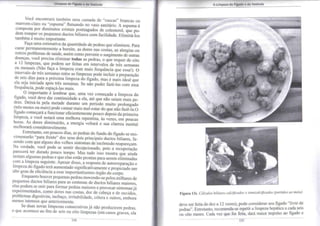 Limpeza do Fígado e da Vesícula 