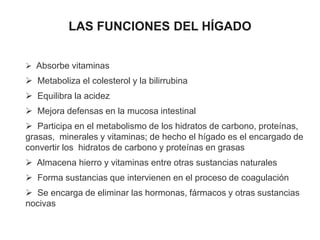  Absorbe vitaminas
 Metaboliza el colesterol y la bilirrubina
 Equilibra la acidez
 Mejora defensas en la mucosa intestinal
 Participa en el metabolismo de los hidratos de carbono, proteínas,
grasas, minerales y vitaminas; de hecho el hígado es el encargado de
convertir los hidratos de carbono y proteínas en grasas
 Almacena hierro y vitaminas entre otras sustancias naturales
 Forma sustancias que intervienen en el proceso de coagulación
 Se encarga de eliminar las hormonas, fármacos y otras sustancias
nocivas
LAS FUNCIONES DEL HÍGADO
 