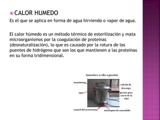  CALOR HUMEDO
Es el que se aplica en forma de agua hirviendo o vapor de agua.
El calor húmedo es un método térmico de esterilización y mata
microorganismos por la coagulación de proteínas
(desnaturalización), lo que es causado por la rotura de los
puentes de hidrógeno que son los que mantienen a las proteínas
en su forma tridimensional.
 