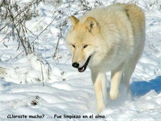 ¿Lloraste mucho? ... Fue limpieza en el alma.   