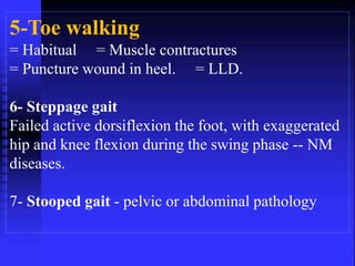 5-Toe walking 
= Habitual = Muscle contractures 
= Puncture wound in heel. = LLD. 
6- Steppage gait 
Failed active dorsiflexion the foot, with exaggerated 
hip and knee flexion during the swing phase -- NM 
diseases. 
7- Stooped gait - pelvic or abdominal pathology 
 