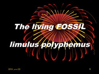 The living FOSSIL 
limulus polyphemus 
03 1 ديسمبر 20145 
 