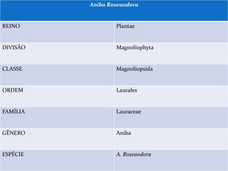 Aniba Roseaodora

REINO

Plantae

DIVISÃO

Magnoliophyta

CLASSE

Magnoliopsida

ORDEM

Laurales

FAMÍLIA

Lauraceae

GÊNERO

Aniba

ESPÉCIE

A. Roseaodora

 
