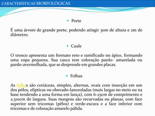CARACTERÍSTICAS MORFOLÓGICAS

 Porte

É uma árvore de grande porte, podendo atingir 30m de altura e 2m de
diâmetro.
 Caule

O tronco apresenta um formato reto e ramificado no ápice, formando
uma copa pequena. Sua casca tem coloração pardo- amarelada ou
pardo-avermelhada, que se desprende em grandes placas.
 Folhas

As folhas são coriáceas, simples, alternas, ovais com inserção em um
dos pólos, elípticas ou obovado-lanceoladas (mais largas no meio ou na
base tendendo a uma forma em lança), com 6-25cm de comprimento e
2,510cm de largura. Suas margens são recurvadas ou planas, com face
superior sem tricomas (pêlos) e verde-escura e a face inferior com
tricomas e de coloração amarelo pálida.

 