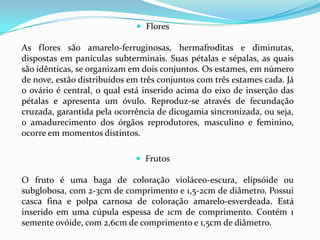  Flores

As flores são amarelo-ferruginosas, hermafroditas e diminutas,
dispostas em panículas subterminais. Suas pétalas e sépalas, as quais
são idênticas, se organizam em dois conjuntos. Os estames, em número
de nove, estão distribuídos em três conjuntos com três estames cada. Já
o ovário é central, o qual está inserido acima do eixo de inserção das
pétalas e apresenta um óvulo. Reproduz-se através de fecundação
cruzada, garantida pela ocorrência de dicogamia sincronizada, ou seja,
o amadurecimento dos órgãos reprodutores, masculino e feminino,
ocorre em momentos distintos.
 Frutos

O fruto é uma baga de coloração violáceo-escura, elipsóide ou
subglobosa, com 2-3cm de comprimento e 1,5-2cm de diâmetro. Possui
casca fina e polpa carnosa de coloração amarelo-esverdeada. Está
inserido em uma cúpula espessa de 1cm de comprimento. Contém 1
semente ovóide, com 2,6cm de comprimento e 1,5cm de diâmetro.

 