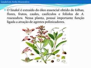 Linalol em Aniba Roseaodora

 O linalol é extraído do óleo essencial obtido de folhas,

flores, frutos, caules, caulículos e folíolos de A.
roseaodora. Nessa planta, possui importante função
ligada a atração de agentes polinizadores.

 
