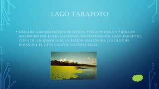 LAGO TARAPOTO 
•Ubicado a 80 kilómetros de Leticia, cerca de hora y media de recorrido por el río Amazonas, encontramos el Lago Tarapoto, cuna de los símbolos de la región amazónica. Los delfines rosados y el loto gigante Victoria Regia.  