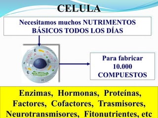 CELULA
Necesitamos muchos NUTRIMENTOS
BÁSICOS TODOS LOS DÍAS
Para fabricar
10.000
COMPUESTOS
Enzimas, Hormonas, Proteínas,
Factores, Cofactores, Trasmisores,
Neurotransmisores, Fitonutrientes, etc
 