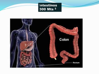 Intestinos
300 Mts 2
 