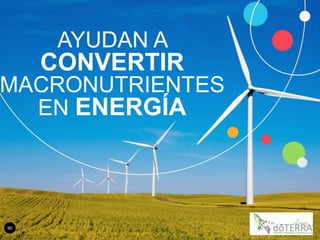 90
AYUDAN A
CONVERTIR
MACRONUTRIENTES
EN ENERGÍA
 