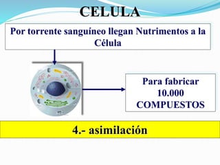 CELULA
Por torrente sanguíneo llegan Nutrimentos a la
Célula
Para fabricar
10.000
COMPUESTOS
4.- asimilación
 