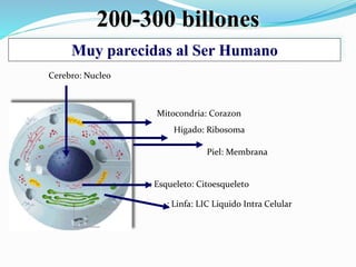 200-300 billones
Muy parecidas al Ser Humano
Piel: Membrana
Cerebro: Nucleo
: Esqueleto: Citoesqueleto
Higado: Ribosoma
Mitocondria: Corazon
: Linfa: LIC Liquido Intra Celular
 