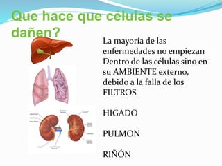 Que hace que células se
dañen? La mayoría de las
enfermedades no empiezan
Dentro de las células sino en
su AMBIENTE externo,
debido a la falla de los
FILTROS
HIGADO
PULMON
RIÑÓN
 
