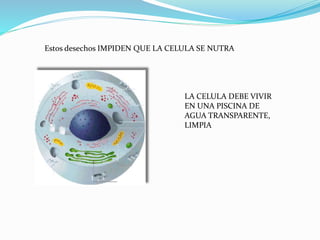 Estos desechos IMPIDEN QUE LA CELULA SE NUTRA
LA CELULA DEBE VIVIR
EN UNA PISCINA DE
AGUA TRANSPARENTE,
LIMPIA
 