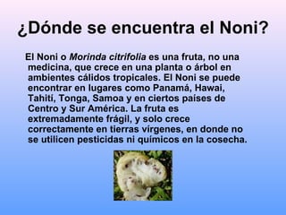¿Dónde se encuentra el Noni? El Noni o  Morinda citrifolia  es una fruta, no una medicina, que crece en una planta o árbol en ambientes cálidos tropicales. El Noni se puede encontrar en lugares como Panamá, Hawai, Tahití, Tonga, Samoa y en ciertos países de Centro y Sur América. La fruta es extremadamente frágil, y solo crece correctamente en tierras vírgenes, en donde no se utilicen pesticidas ni químicos en la cosecha. 