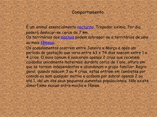 Comportamento É um animal essencialmente  nocturno . Trepador exímio. Por dia, poderá deslocar-se cerca de 7 km. Os territórios dos  machos  podem sobrepor-se a territórios de uma ou mais  fêmeas . Os acasalamentos ocorrem entre Janeiro e Março e após um período de gestação que varia entre 63 e 74 dias nascem entre 1 e 4 crias. O mais comum é nascerem apenas 2 crias que recebem cuidados unicamente maternais durante cerca de 1 ano, altura em que se tornam independentes e abandonam o grupo familiar. Regra geral, quando nascem 3 ou 4 crias, estas entram em combates por comida ou sem qualquer motivo e acabam por sobrar apenas 2 ou até 1, daí um dos seus pequenos aumentos populacionais. Não existe dimorfismo sexual entre macho e fêmea. 
