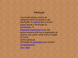 Ameaças A principal ameaça resulta do desaparecimento progressivo das populações de  coelhos  (sua principal presa) devido à introdução da  mixomatose . A  pneumonia hemorrágica viral , que posteriormente afectou as populações de coelhos, veio piorar ainda mais a situação do  felino . Outras ameaças: Utilização de  armadilhas  para coelhos  Atropelamentos   Caça ilegal  . 