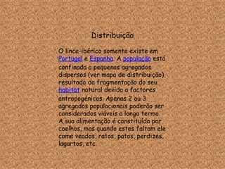 Distribuição O lince-ibérico somente existe em  Portugal  e  Espanha . A  população  está confinada a pequenos agregados dispersos (ver mapa de distribuição), resultado da fragmentação do seu  habitat  natural devido a factores antropogénicos. Apenas 2 ou 3 agregados populacionais poderão ser considerados viáveis a longo termo. A sua alimentação é constituída por coelhos, mas quando estes faltam ele come veados, ratos, patos, perdizes, lagartos, etc.  