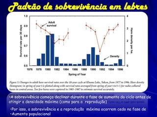 Padrão de sobrevivência em lebres




•A sobrevivência começa declinar durante a fase de aumento do ciclo antes de
atingir a densidade máxima (como para a reprodução)
•Por isso, a sobrevivência e a reprodução máxima ocorrem cedo na fase de
•Aumento populacional
 