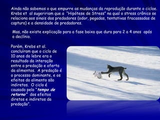 Ainda não sabemos o que empurre as mudanças da reprodução durante o cicloe.
Krebs et al sugeririam que a “Hipótese de Stress” na qual o stress crônico se
relaciona aos sinais dos predadores (odor, pegadas, tentativas fracassadas de
captura) e a densidade de predadores.

Mas, não existe explicação para a fase baixa que dura para 2 a 4 anos após
o declínio.

Porém, Krebs et al.
concluíram que o ciclo de
10 anos do lebre era o
resultado da interação
entre a predação e oferta
da alimentos. A predação é
o processo dominante, e os
efeitos do alimento são
indiretos. O ciclo é
causado pelo “tempo de
retorno” dos efeitos
diretos e indiretos da
predação”.
 