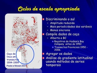 Ciclos de escala apropriada
                      Discriminando o sul
                      – Amplitude reduzida
                      – Mais periodicidades dos variáveis
                      – Menos sincronia
                      Compile dados de caça
                      – Alberta e BC
                           Registros da Hudson’s Bay
                           Company antes de 1950
                           Transectos Provinciais 1950 -
                           2006.
Caça de               Agregar os dados
lince em
transectos
                      Análise do gradiente latitudinal
1994-1999             usando métodos de series
Poole e Mowat 2001    temporais
 
