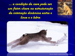 … a condição da neve pode ser
um fator chave na estruturação
 da interação dinâmica entre o
         lince e o lebre




                           Source: Rudolfo's Usenet Animal Pictures Gallery
 