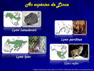 As espécies de Lince



Lynx canadensis

                                                 Lynx pardinus




  Lynx lynx
                                                     Lynx rufus
              Maps and pictures from Big Cats Online (dialspace.dial.pipex.com/agarman/bco)
 