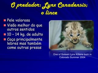 O predador: Lynx Canadensis;
             o lince
Pele valorosa
Visão melhor do que
outros sentidos
10 – 14 kg. de adulto
Caça principalmente
lebres mas também
come outras presas
                        One of Sixteen Lynx Kittens born in
                             Colorado Summer 2004
 
