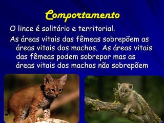 Comportamento
O lince é solitário e territorial.
As áreas vitais das fêmeas sobrepõem as
 áreas vitais dos machos. As áreas vitais
 das fêmeas podem sobrepor mas as
 áreas vitais dos machos não sobrepõem
 