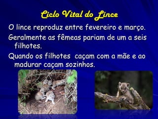 Ciclo Vital do Lince
O lince reproduz entre fevereiro e março.
Geralmente as fêmeas pariam de um a seis
 filhotes.
Quando os filhotes caçam com a mãe e ao
 madurar caçam sozinhos.
 