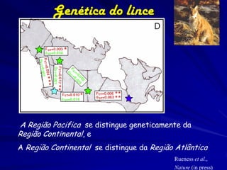 Genética do lince




A Região Pacifica se distingue geneticamente da
Região Continental, e
A Região Continental se distingue da Região Atlântica
                                           Rueness et al.,
                                           Nature (in press)
 