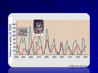 Número de peles (X 1000)
 