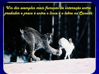 Um dos exemplos mais famosos da interação entre
predador e presa é entre o lince e o lebre na Canadá
 
