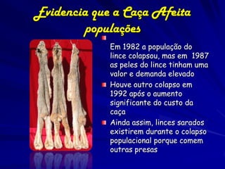 Evidencia que a Caça Afeita
        populações
             Em 1982 a população do
             lince colapsou, mas em 1987
             as peles do lince tinham uma
             valor e demanda elevado
             Houve outro colapso em
             1992 após o aumento
             significante do custo da
             caça
             Ainda assim, linces sarados
             existirem durante o colapso
             populacional porque comem
             outras presas
 